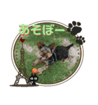 ゆず丸 ヨーキー（個別スタンプ：25）