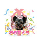 ゆず丸 ヨーキー（個別スタンプ：28）