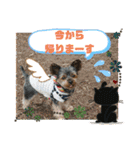 ゆず丸 ヨーキー（個別スタンプ：30）