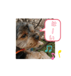 ゆず丸 ヨーキー（個別スタンプ：31）