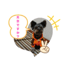 ゆず丸 ヨーキー（個別スタンプ：39）