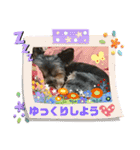 ゆず丸 ヨーキー（個別スタンプ：40）