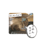 チンチラのもこくん（個別スタンプ：4）