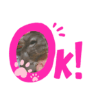 チンチラのもこくん（個別スタンプ：6）