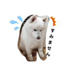 サモエド.エル時々ロイ（個別スタンプ：3）