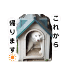 サモエド.エル時々ロイ（個別スタンプ：5）