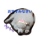 サモエド.エル時々ロイ（個別スタンプ：16）