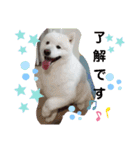サモエド.エル時々ロイ（個別スタンプ：20）