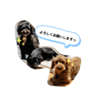 うちの3匹のわんこ。（個別スタンプ：1）