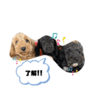 うちの3匹のわんこ。（個別スタンプ：2）