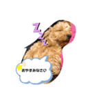うちの3匹のわんこ。（個別スタンプ：7）