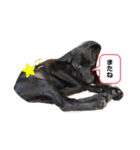 うちの3匹のわんこ。（個別スタンプ：17）