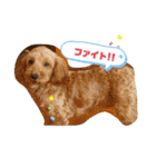 うちの3匹のわんこ。（個別スタンプ：18）