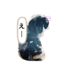 うちの3匹のわんこ。（個別スタンプ：21）