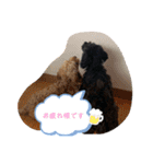 うちの3匹のわんこ。（個別スタンプ：22）