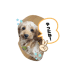 うちの3匹のわんこ。（個別スタンプ：23）