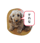 うちの3匹のわんこ。（個別スタンプ：26）