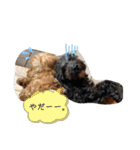 うちの3匹のわんこ。（個別スタンプ：32）
