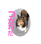 チェロのスタンプ（個別スタンプ：5）
