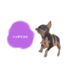 タツミ フウ（個別スタンプ：5）