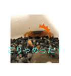 サワガニ2ひき 第三弾(土佐弁バージョン)（個別スタンプ：2）