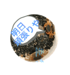 サワガニ2ひき 第三弾(土佐弁バージョン)（個別スタンプ：5）