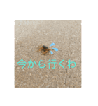 サワガニ2ひき 第三弾(土佐弁バージョン)（個別スタンプ：11）