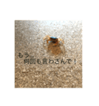 サワガニ2ひき 第三弾(土佐弁バージョン)（個別スタンプ：21）