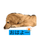 家の愛犬とハムスター（個別スタンプ：3）
