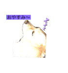 家の愛犬とハムスター（個別スタンプ：4）