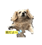 家の愛犬とハムスター（個別スタンプ：5）