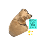 家の愛犬とハムスター（個別スタンプ：6）