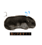家の愛犬とハムスター（個別スタンプ：7）