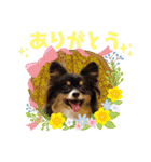 パピジャニのリンちゃん（個別スタンプ：1）