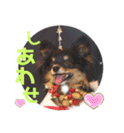 パピジャニのリンちゃん（個別スタンプ：2）