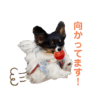 パピジャニのリンちゃん（個別スタンプ：3）
