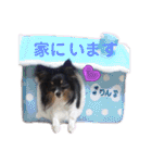 パピジャニのリンちゃん（個別スタンプ：4）