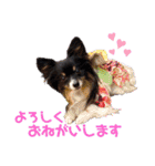 パピジャニのリンちゃん（個別スタンプ：6）