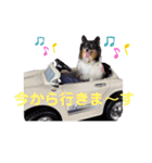 パピジャニのリンちゃん（個別スタンプ：7）