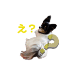 パピジャニのリンちゃん（個別スタンプ：10）