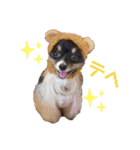 パピジャニのリンちゃん（個別スタンプ：12）