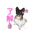 パピジャニのリンちゃん（個別スタンプ：17）