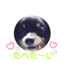パピジャニのリンちゃん（個別スタンプ：20）