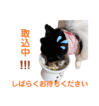 パピジャニのリンちゃん（個別スタンプ：23）