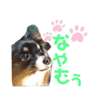 パピジャニのリンちゃん（個別スタンプ：34）