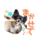 パピジャニのリンちゃん（個別スタンプ：38）