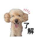 Kai__stamp（個別スタンプ：3）