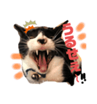 ブサカワなねこたち（個別スタンプ：1）