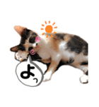 ブサカワなねこたち（個別スタンプ：2）