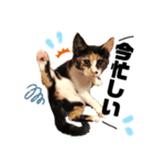 ブサカワなねこたち（個別スタンプ：3）